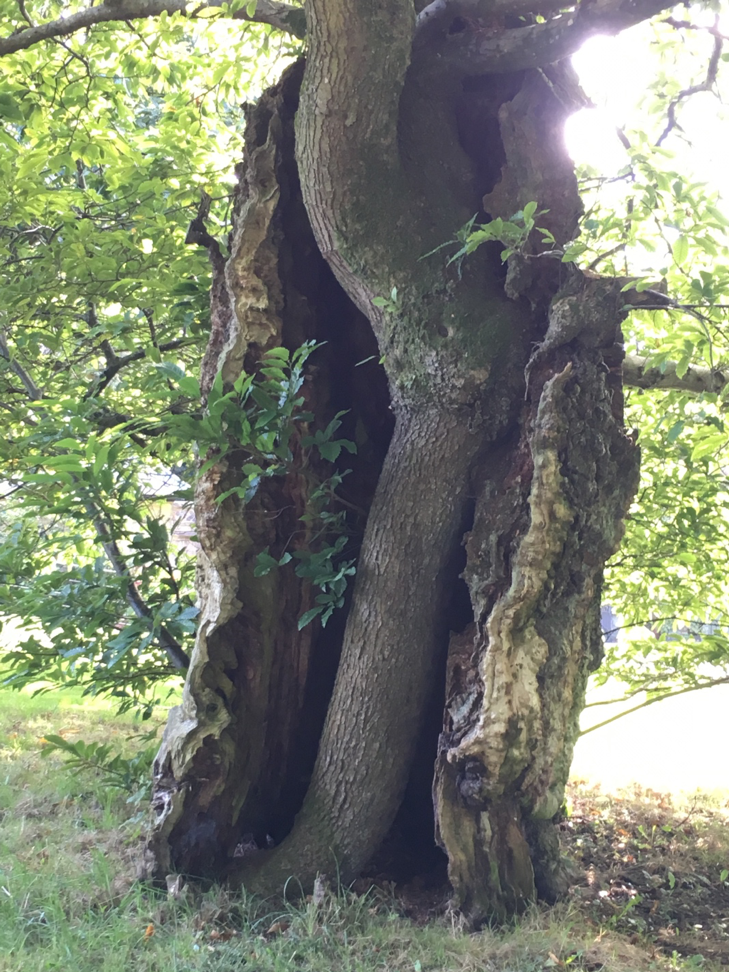 Ancient Tree Rejuvenation