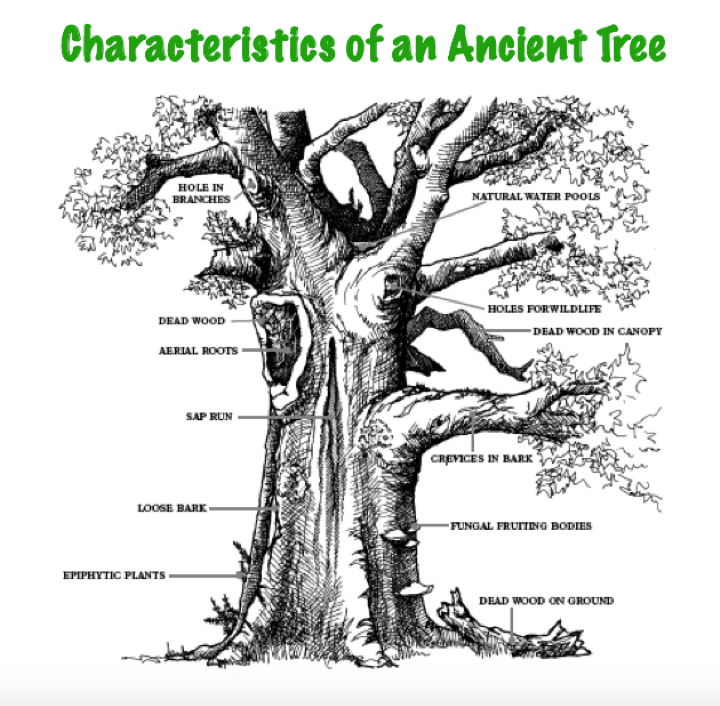 Characteristics of an Ancient Tree
