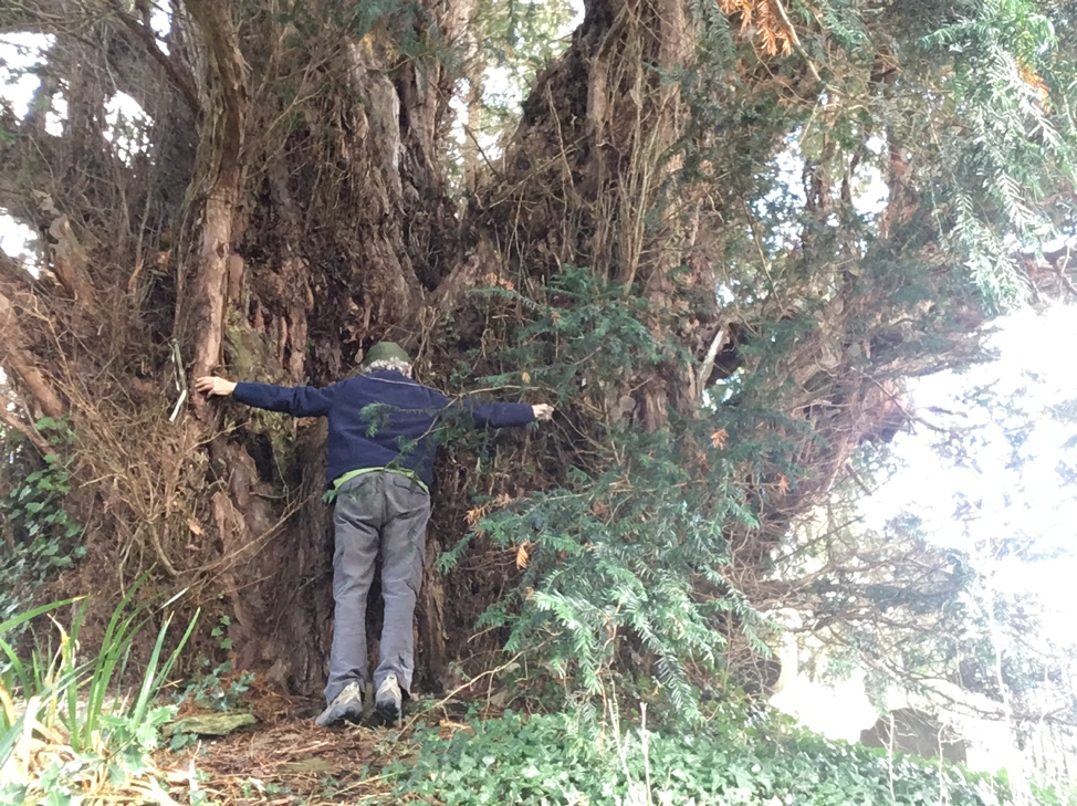 Crowhurst Yew, St Georges' Church in Crowhurst, about 4,000 years old and 11 hugs.