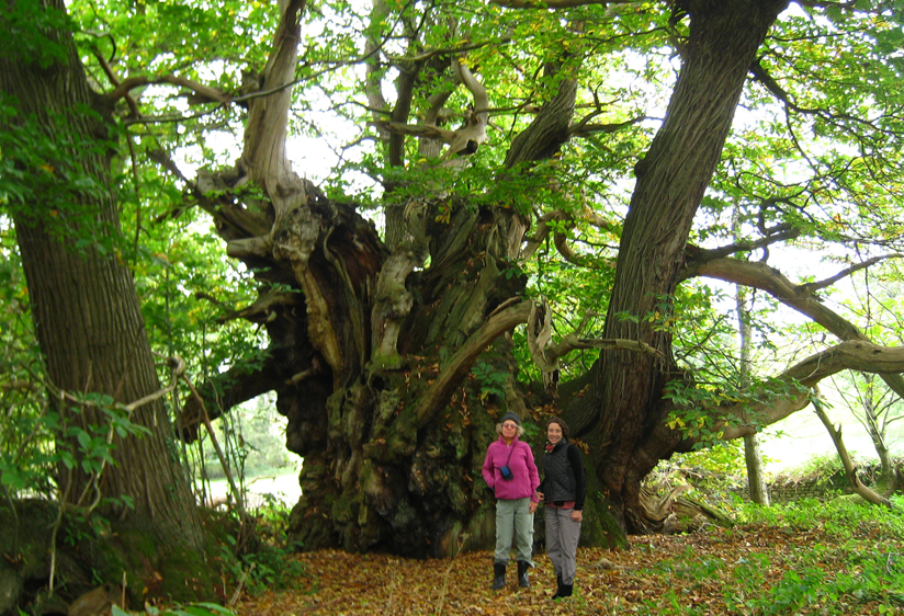 The Tortworth Chestnut Ancient Tree
