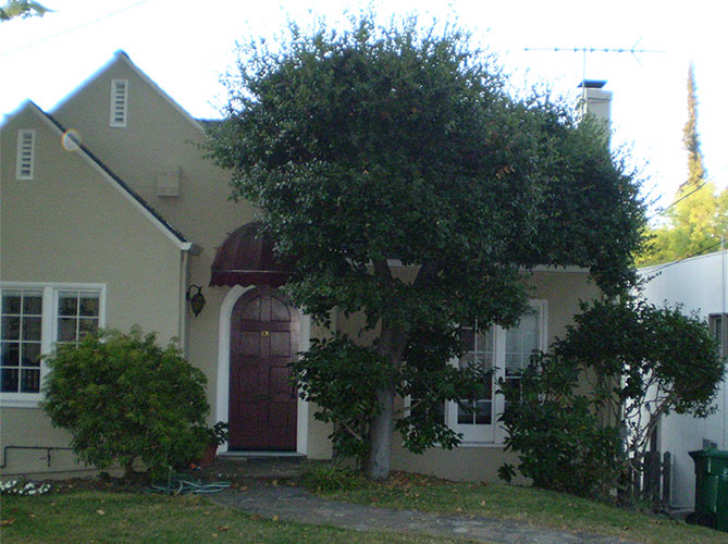 Oak Tree - 2008 before