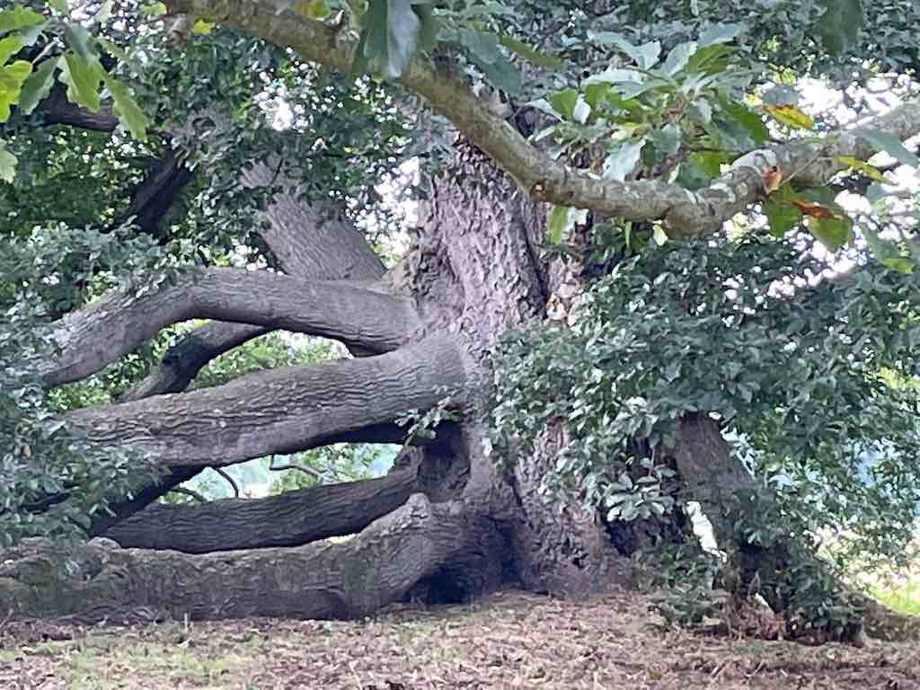 Photo of Ancient Holm oak