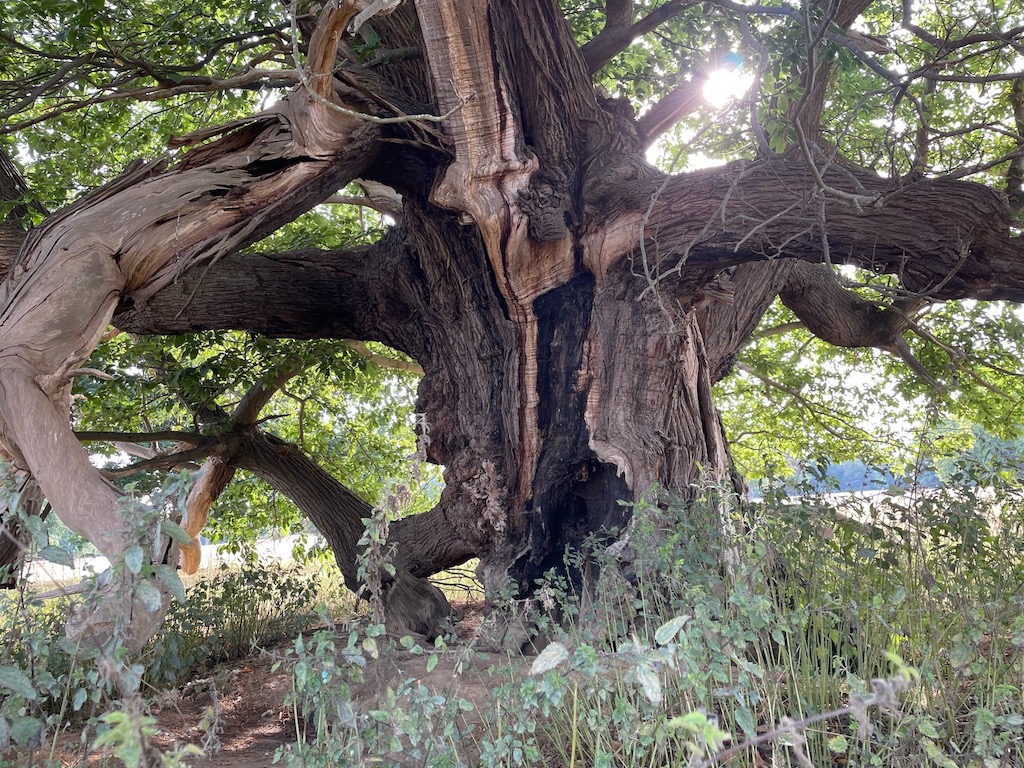 Photo of ancient oak, Blickling Estate