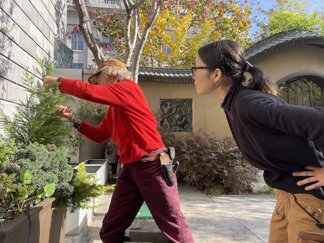 Photo of Jocelyn Cohen with Kaori Yamashita pruning in the Peterson Garden, Asian Art Museum