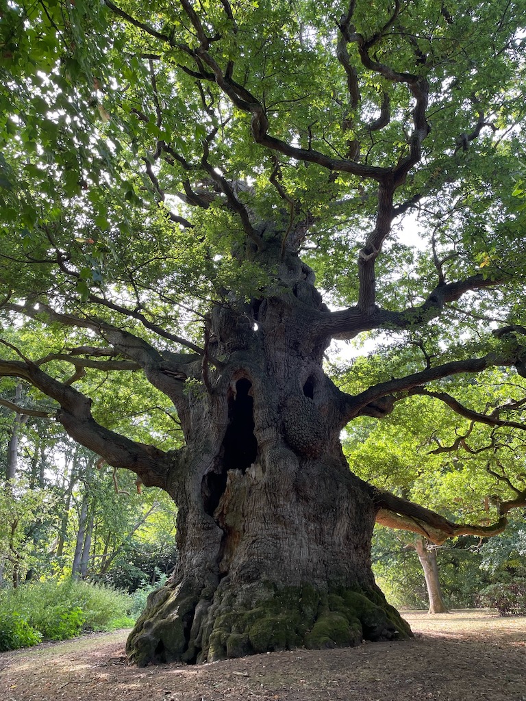 Photo of Majesty oak, 10 hugs around showing side with hollow, Fredville Park