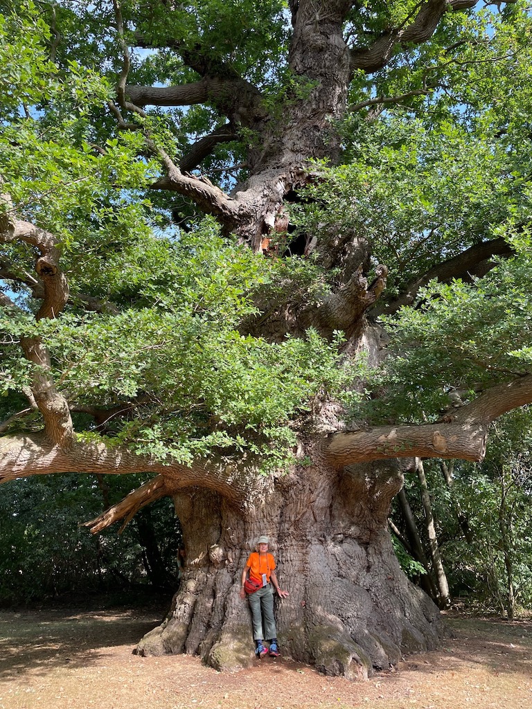 Photo of Majesty oak and Jocelyn, Fredville Park