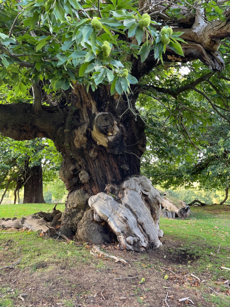 Photo of Ancient chestnut tree, Wolterton Hall